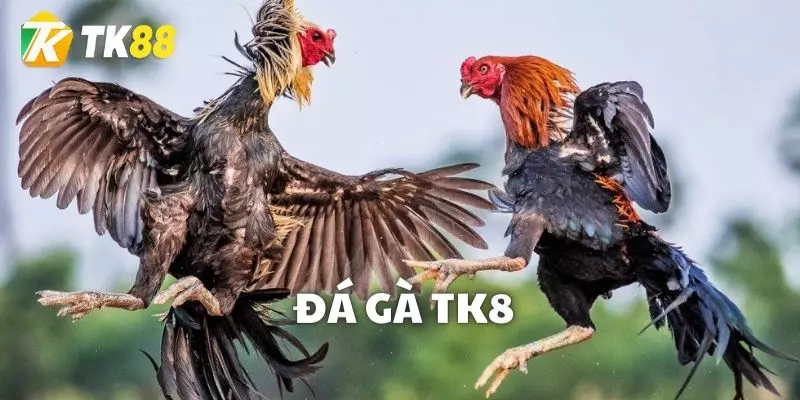 Đá gà là hạng mục game nổi tiếng hàng đầu ở TK88